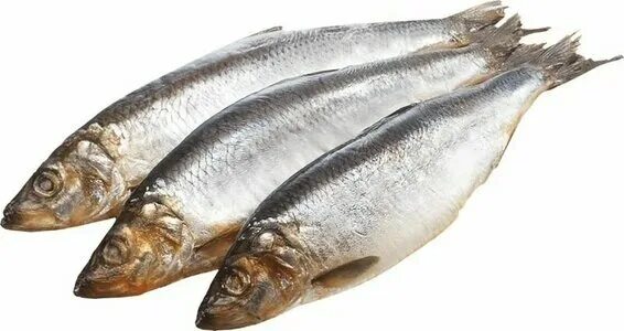 Сельдь с/м т/о н/р /400-500/20 кг