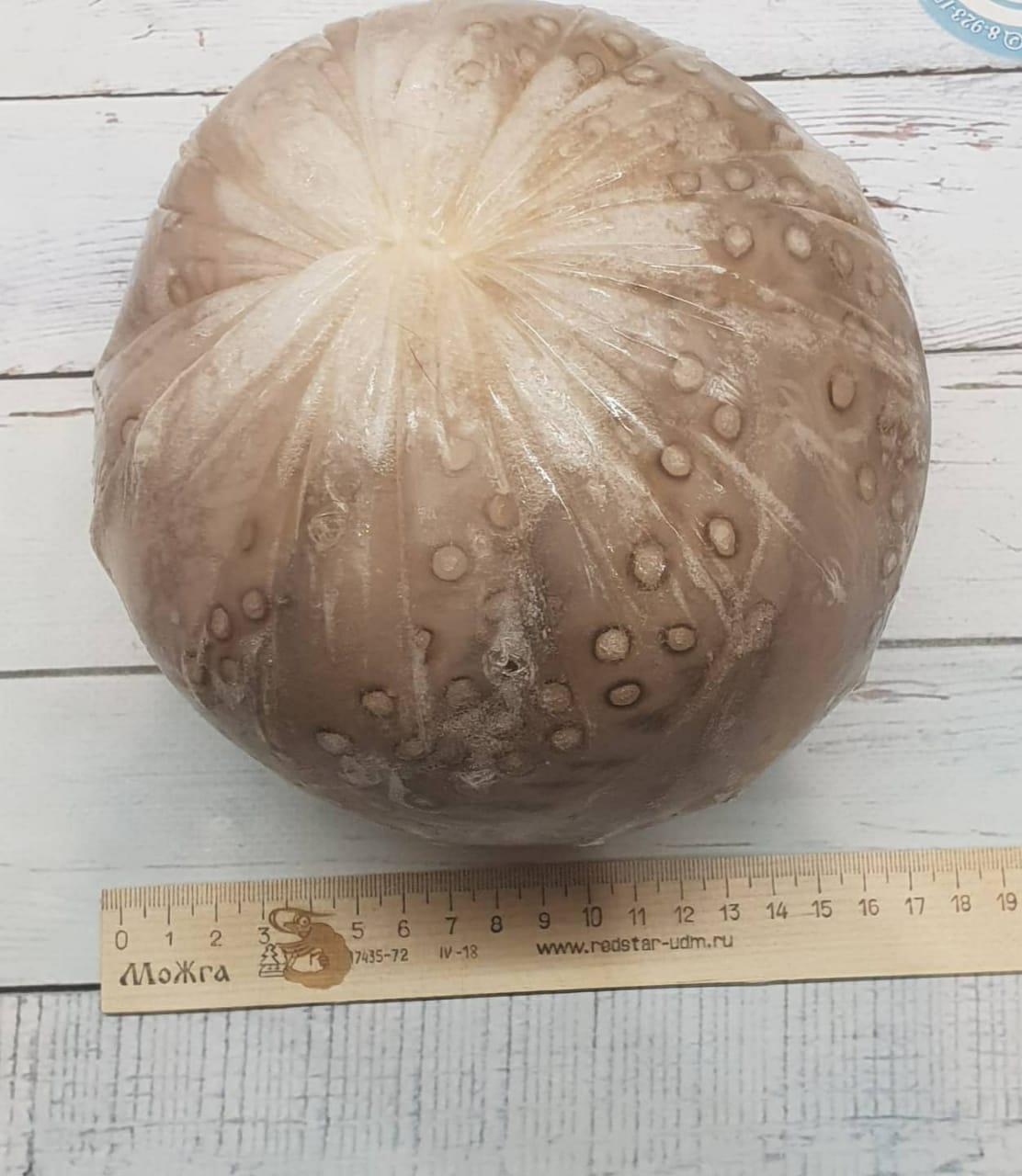 Осьминог 1-2 кг с/м Индонезия/вес