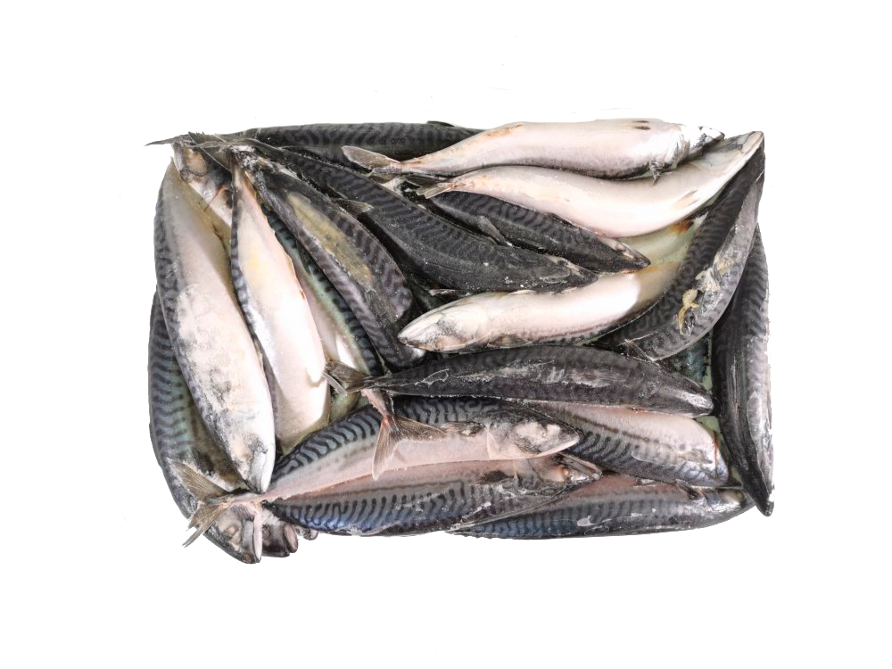 Скумбрия с/м н/р 400-600/10 кг
