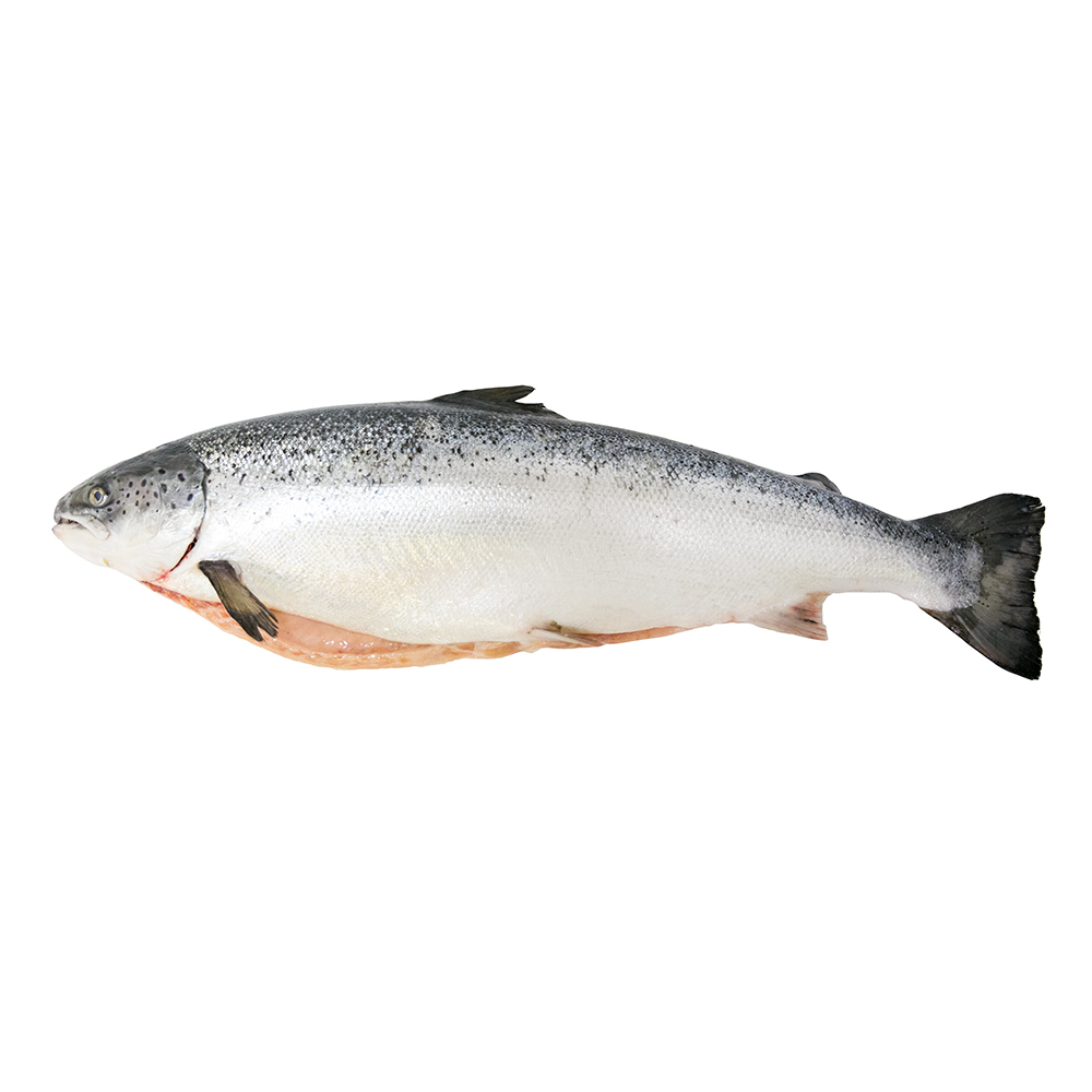 Лосось (семга) с/м ПСГ 5-6 Премиум/ вес