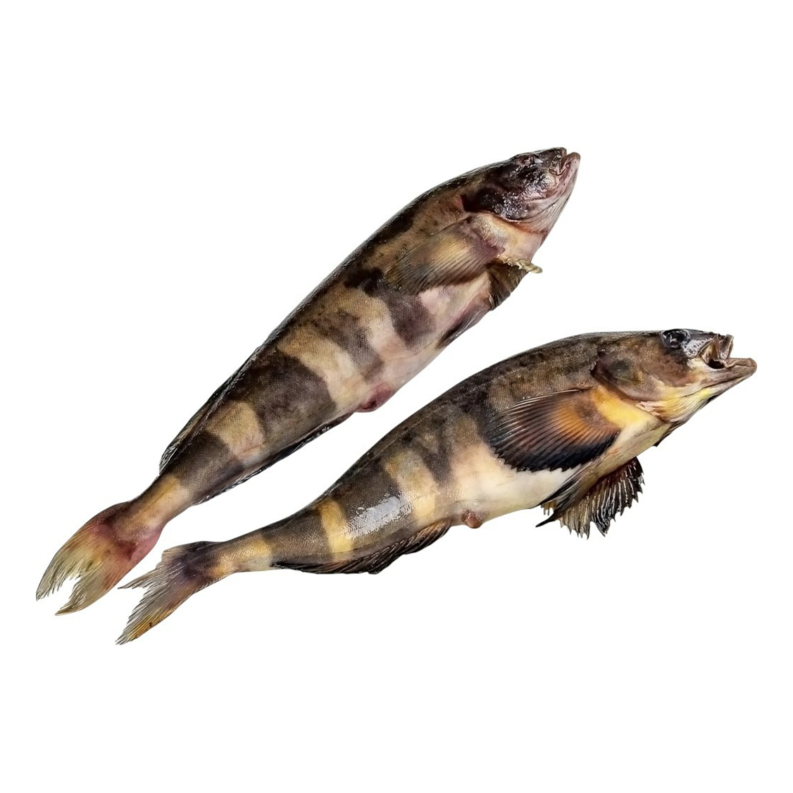 Терпуг с/м н/р курильский 2L /18 кг.