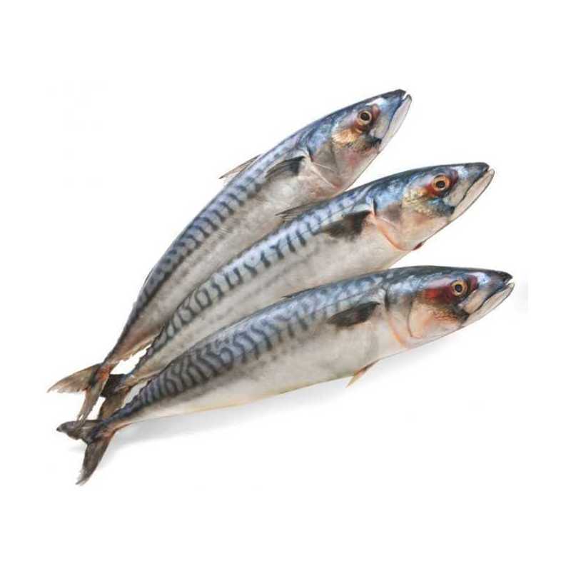 Скумбрия с/м н/р 500-700/10 кг